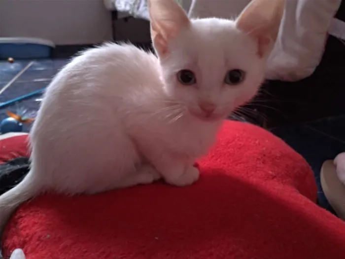 Gato ra a SRD idade 2 a 6 meses nome Maggie e Diana 