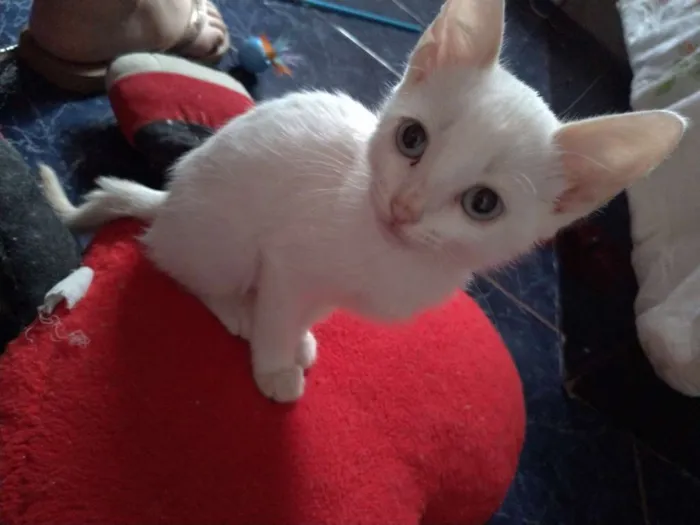 Gato ra a SRD idade 2 a 6 meses nome Maggie e Diana 