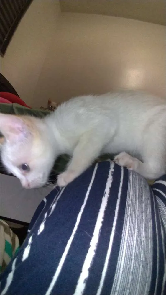 Gato ra a SRD idade 2 a 6 meses nome Maggie e Diana 