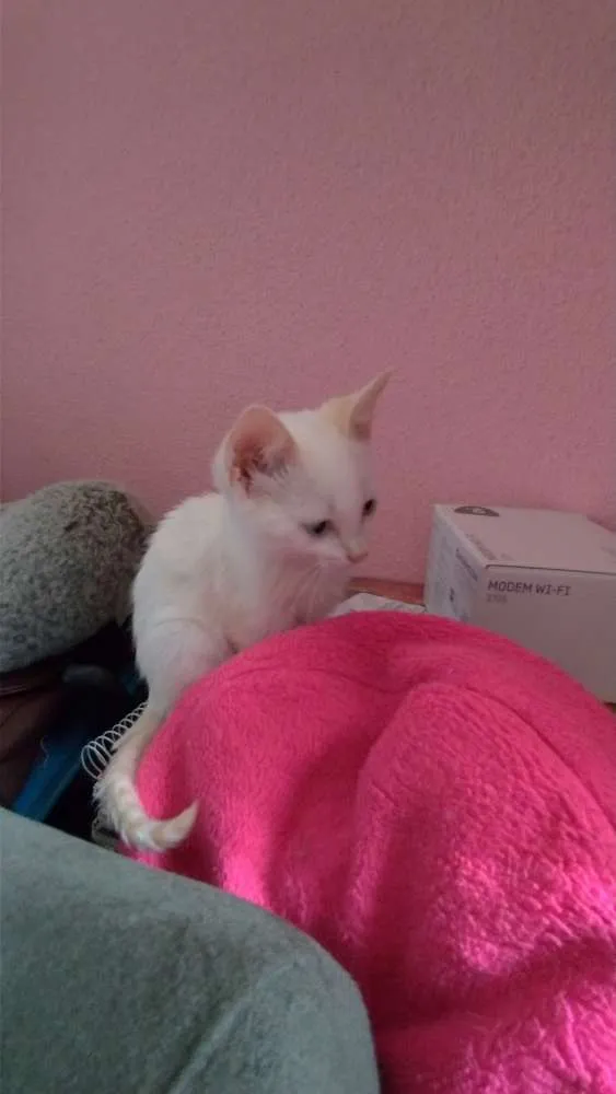 Gato ra a SRD idade 2 a 6 meses nome Maggie e Diana 