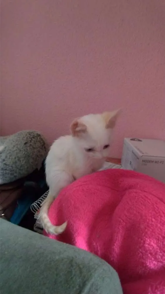 Gato ra a SRD idade 2 a 6 meses nome Maggie e Diana 