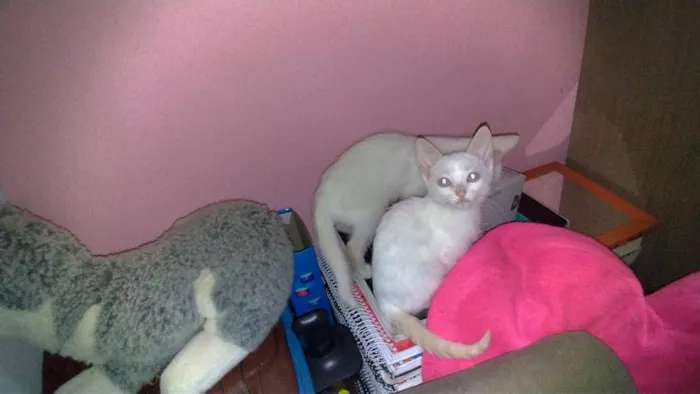 Gato ra a SRD idade 2 a 6 meses nome Maggie e Diana 
