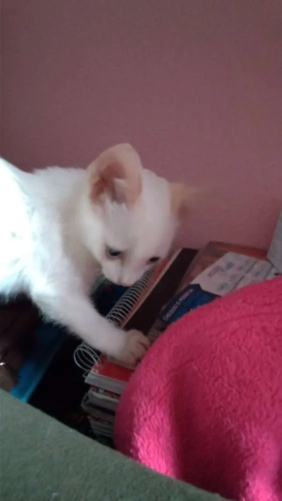Gato ra a SRD idade 2 a 6 meses nome Maggie e Diana 