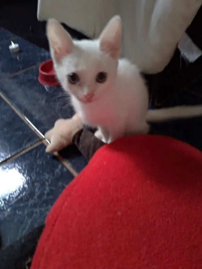 Gato ra a SRD idade 2 a 6 meses nome Maggie e Diana 