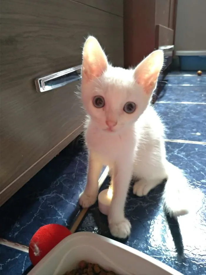 Gato ra a SRD idade 2 a 6 meses nome Maggie e Diana 