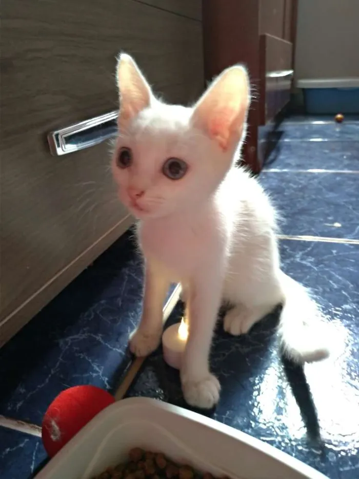 Gato ra a SRD idade 2 a 6 meses nome Maggie e Diana 