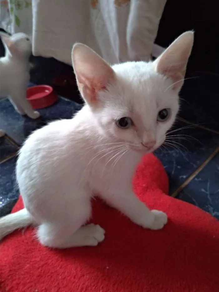 Gato ra a SRD idade 2 a 6 meses nome Maggie e Diana 