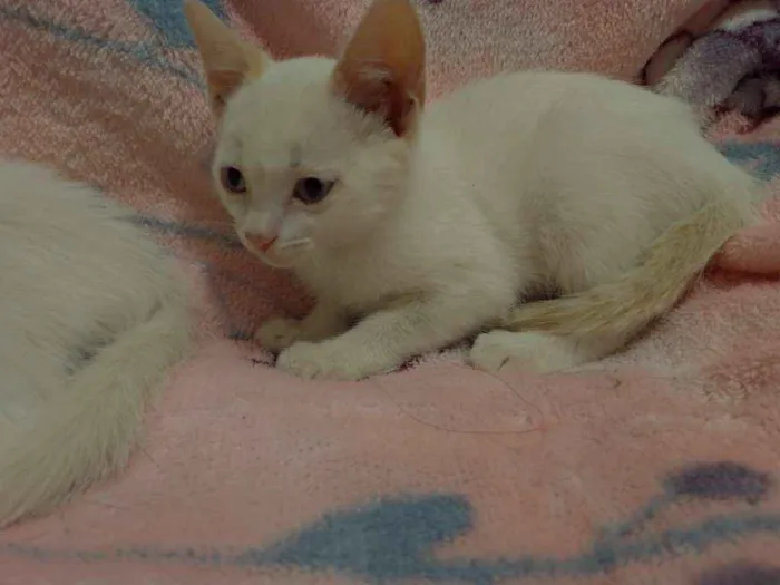 Gato ra a SRD idade 2 a 6 meses nome Maggie e Diana 