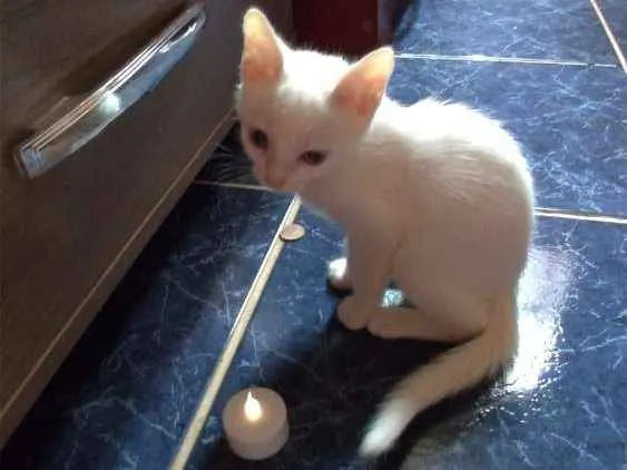 Gato ra a SRD idade 2 a 6 meses nome Maggie e Diana 