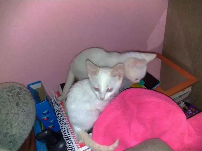 Gato ra a SRD idade 2 a 6 meses nome Maggie e Diana 