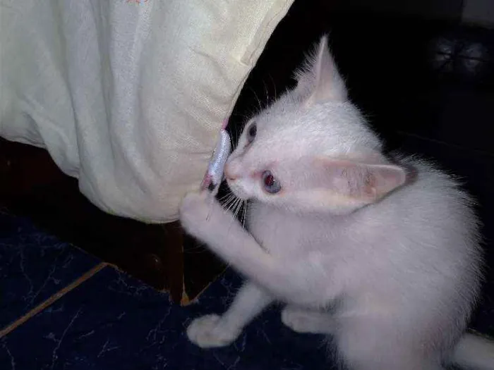Gato ra a SRD idade 2 a 6 meses nome Maggie e Diana 