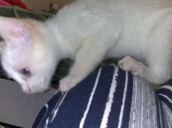 Gato ra a SRD idade 2 a 6 meses nome Maggie e Diana 