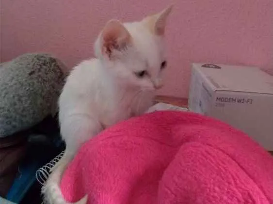 Gato ra a SRD idade 2 a 6 meses nome Maggie e Diana 