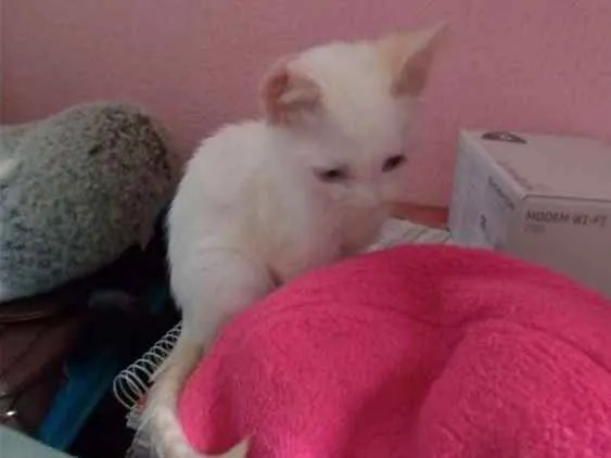 Gato ra a SRD idade 2 a 6 meses nome Maggie e Diana 