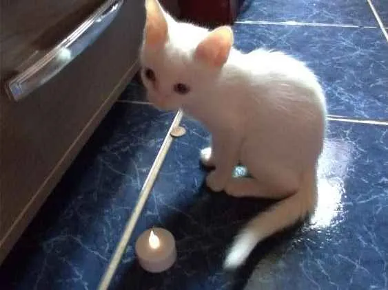 Gato ra a SRD idade 2 a 6 meses nome Maggie e Diana 