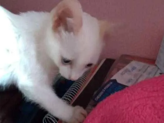 Gato ra a SRD idade 2 a 6 meses nome Maggie e Diana 