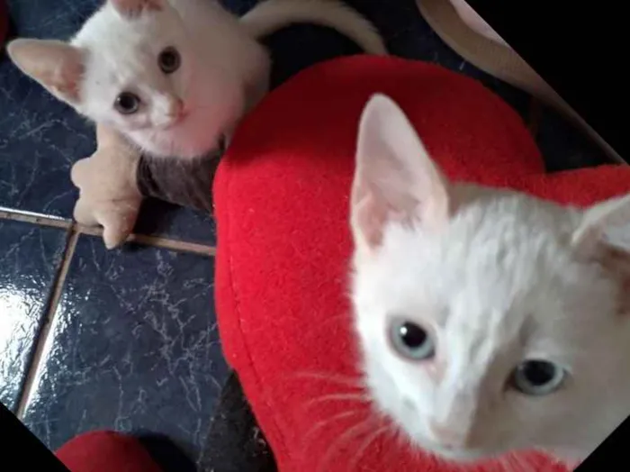 Gato ra a SRD idade 2 a 6 meses nome Maggie e Diana 