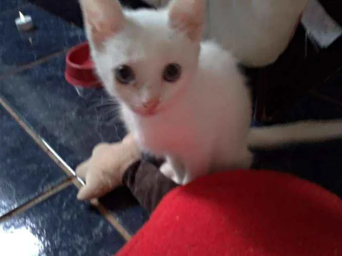 Gato ra a SRD idade 2 a 6 meses nome Maggie e Diana 