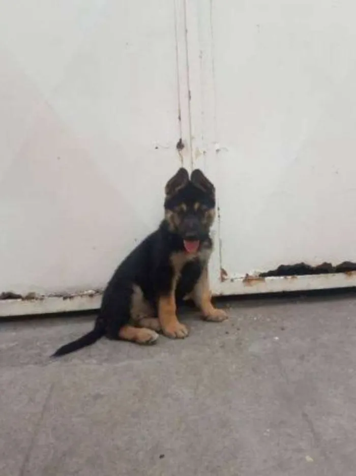 Cachorro ra a Pastor alemão idade 2 a 6 meses nome Sem nome