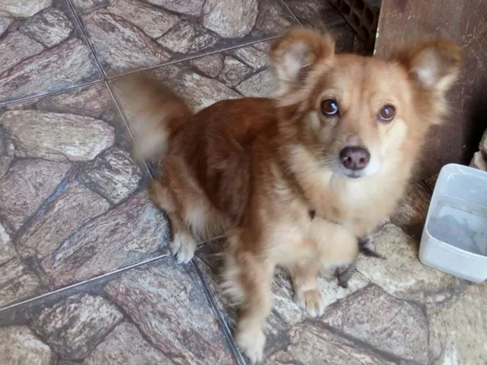 Cachorro raça  idade 6 ou mais anos nome Susana 