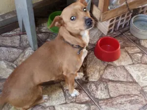 Cachorro raça  idade 1 ano nome Boneca