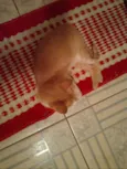 Penny