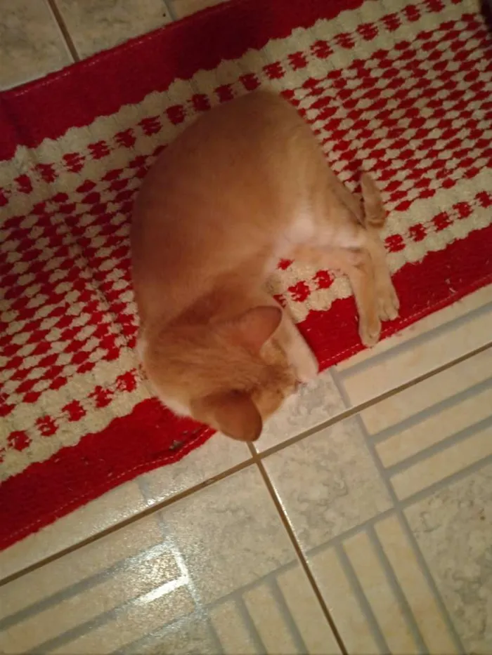 Gato ra a SRD idade 7 a 11 meses nome Penny