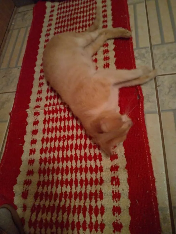 Gato ra a SRD idade 7 a 11 meses nome Penny