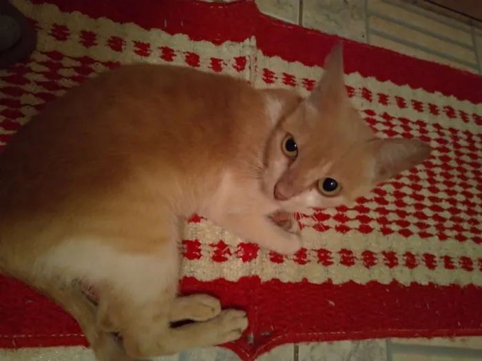 Gato ra a SRD idade 7 a 11 meses nome Penny