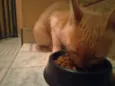 Penny