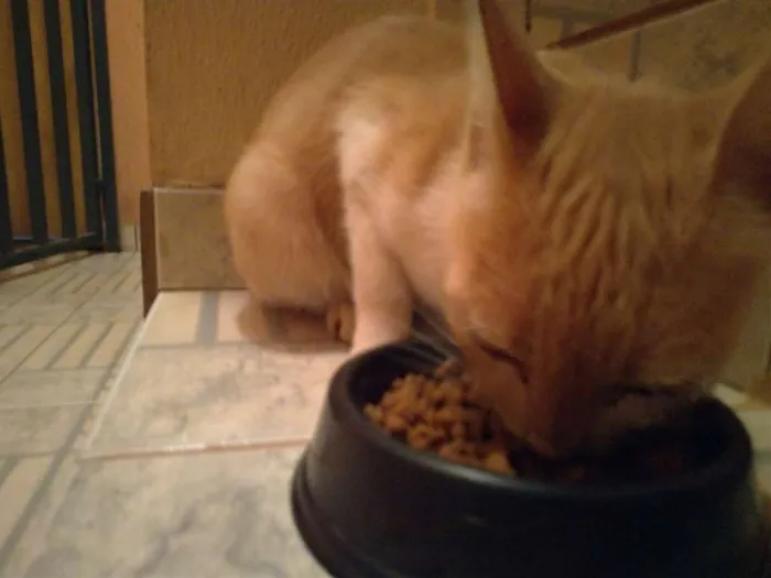 Gato ra a SRD idade 7 a 11 meses nome Penny