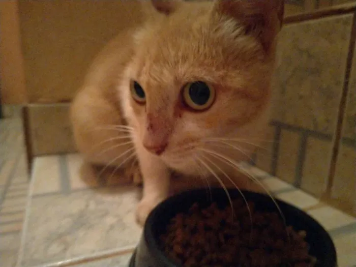 Gato ra a SRD idade 7 a 11 meses nome Penny