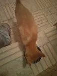 Penny