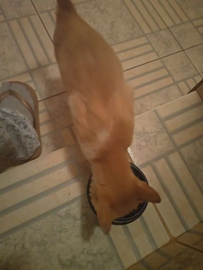 Gato ra a SRD idade 7 a 11 meses nome Penny