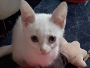 Gato raça SRD idade 2 a 6 meses nome Maggie e Diana 