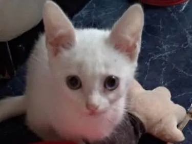 Gato ra a SRD idade 2 a 6 meses nome Maggie e Diana 