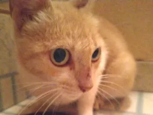 Gato raça SRD idade 7 a 11 meses nome Penny