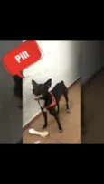 Pitt