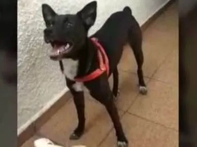 Cachorro ra a Sem raça definida idade 1 ano nome Pitt