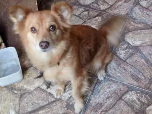 Cachorro raça  idade 6 ou mais anos nome Susana 