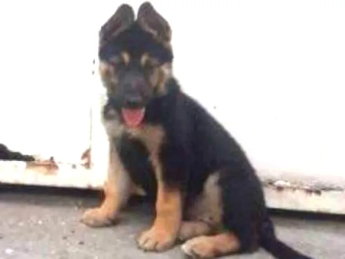 Cachorro ra a Pastor alemão idade 2 a 6 meses nome Sem nome