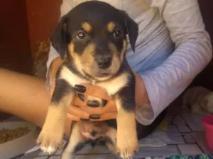 Cachorro raça Misto idade Abaixo de 2 meses nome Bebe