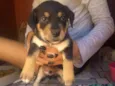 Bebe