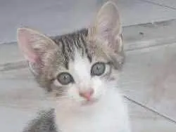 Gato raça SRD idade 2 a 6 meses nome Maiara