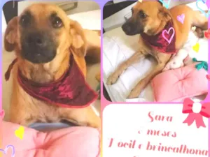 Cachorro raça Srd idade 7 a 11 meses nome Sara