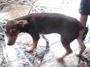 Cachorro raça pincher com chiaua idade 2 a 6 meses nome totó