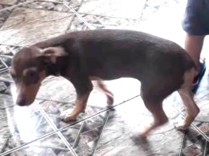 Cachorro ra a pincher com chiaua idade 2 a 6 meses nome totó