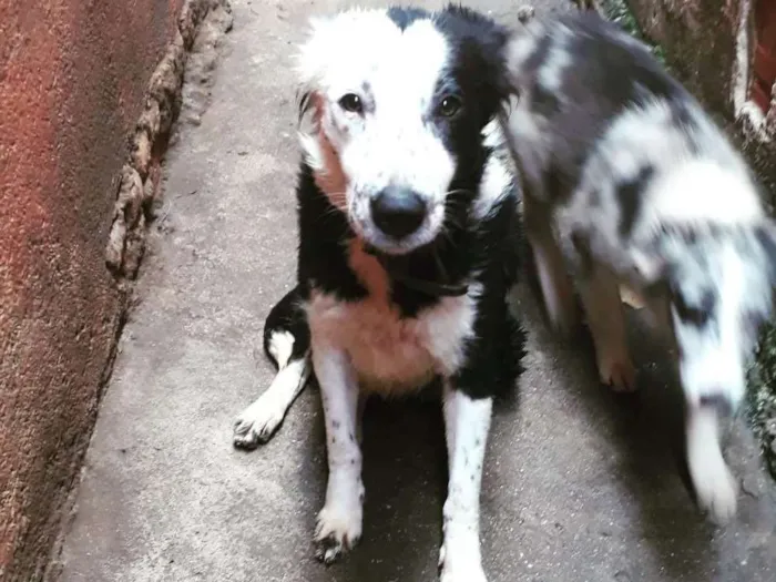 Cachorro ra a Border Collie idade 1 ano nome Tuca