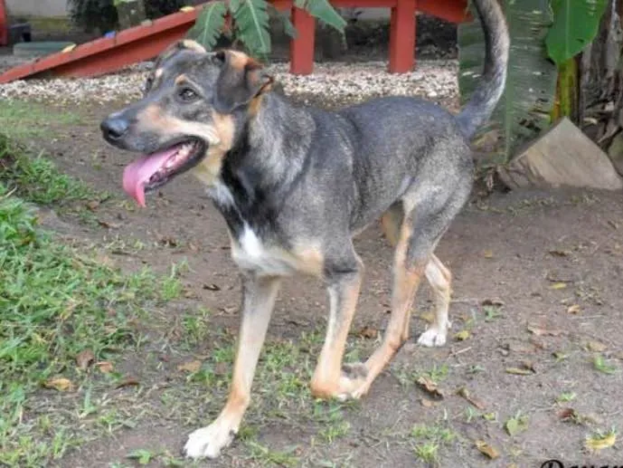 Cachorro ra a srd idade 6 ou mais anos nome Nescau