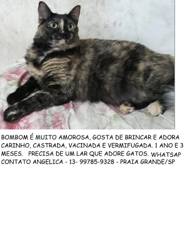 Gato ra a felino idade 1 ano nome bombom